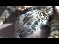 Mother Cat Burst of joy Because of Her Kittens