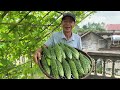 Simplest And Most Effective Tip to Make Bitter Gourd Trellis, Yielding Non-stop Fruits