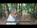 422. बांस की व्यवसायिक खेती. Commercial Bamboo Farming.