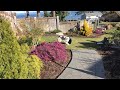 young Aussie playing with plant pot