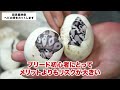 Let's Hatch Snake Eggs! | Cutting Open Ball Python Eggs｜Ball Python copulation