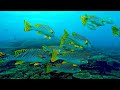 AQUARIUM 4K ULTRA HD [60FPS] - Relaxing Music With Underwater Wonders - Scenic Relaxation 4K
