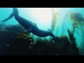 Freediving the Southern California hidden jem.