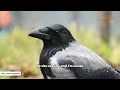 Wild crow visits woman daily to play games