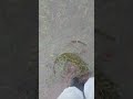 Walking through a puddle in Black Gelert Wellies