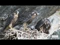 Peregrine Falcon Nestlings