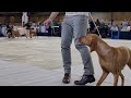 European Dog Show 2023 | Hungarian Shorthaired Vizsla | junior bitches