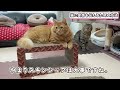 飼い主に愛されていない猫が見せる行動【愛情不足のサイン】猫の気持ち・仕草・心理