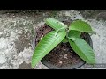 How to grow guava trees from guava leaves with aloe vera 100% Success