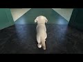 Pip | A Short Animated Film by Southeastern Guide Dogs/beauty pets.#Guidedog