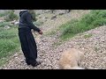 The third part of the video is accidentally following a beautiful dog and a boy in nature