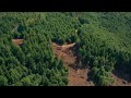 Clear Cut 2 4K 24p - Redwood Trees Harvested - Northern California