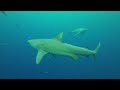 West Palm Shark Dive 2022