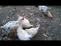 MEMBERI MAKANAN AYAM KAMPUNG YANG BAGUS