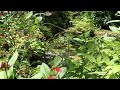 Relaxing next to a Small Gentle Spring Stream... and Butterflies!