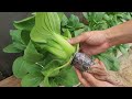 Growing Hydroponic Vegetable Garden at Home - Easy for Beginners