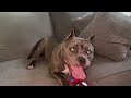 How To Start Your Own American Bully Kennel