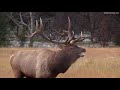 Largest Bull Meets His Match during the Elk Rut