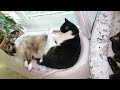 Домашний приют. Коротенький обзор о котиках.