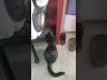 cats chasing a mouse