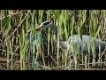 Czapla siwa (Ardea cinerea) na czatach, Staw Służewiecki (4K)