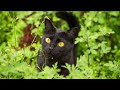 7 Reasons You Should NOT Get a Bombay Cat