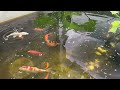 ASMR fishtube content #koi #fishpond #goldfish