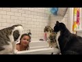 Cats Invade The Bath Tub at Bath Time! #cats #girl #fyp