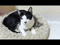 A cute rescued kitten loves the big cat Mu and cuddles with him like he would with a mother cat