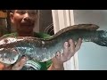 Hoki Banget | Menemukan Kawanan Geng Ikan Gabus sekaligus Jackpot saat Tombak ikan malam