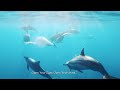 Ocean 4K - Underwater Odyssey: Study Music & Calming Music for Meditation and Stress Relief 🌊