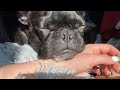 Little menace- #Funny #cute #dog #frenchie #frenchbulldog