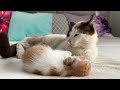 Dad Cat Ignores Tiny Kitten [Try not to Laugh]