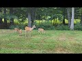 Mama deer with three babies August 8, 2022