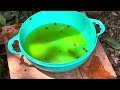 Colheita de Mel de Uruçu Amarela do Melgueirão, sistema de alta produção de mel 🍯 🐝