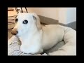 H0mophobic dog fancam
