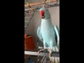 Indian ringneck parrot talking #parrot #funnypets #talkingparrot  #funny #cutepets