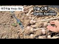 면역력 최고인 마늘을 수확합니다. 시청하시면서 힐링이 되시길 바랍니다. Garlic harvest