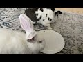 Rabbits eating red lettuce