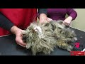 Grooming an extremely matted cat