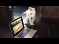 Westie trying to find the puppies trapped inside the computer...