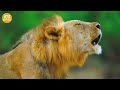 Who Ends Up Worse When Hyenas Face Off Against Lionesses | Animal Fight