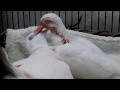 White Doves Have A New Baby Part 3