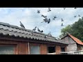 Training my 40 racing pigeons