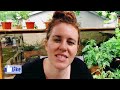 HOW TO KNOW WHAT FERTILIZER TO USE FROM A SOIL SCIENTIST 👩‍🔬 | Gardening in Canada