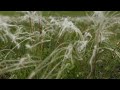 BS.[ASMR] Rustling leave in the Wind_시원한 풀잎 바람소리_Ambience Nature Sounds&Music for Sleep&Focus&Study
