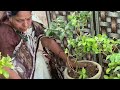 grow hybrid vinca plant from cutting |Sadabahar plant germination  ​⁠#plants