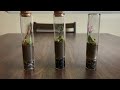 Making TINY Test Tube Terrariums