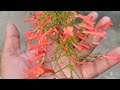 Russelia Flower plant| Fountainbush | Firecracker plant || Coral plant | Coral fountain | coralblow