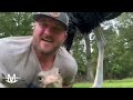 Fainting Goats Meet Tilly (Love at first sight)